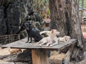 Adult and puppy dogs rest on a wooden table beneath large trees; a black dog sits, others lie down, and a puppy explores nearby.