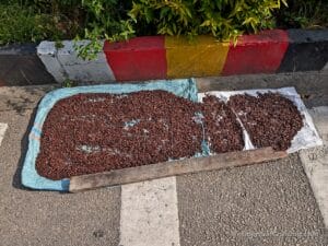 Dried brown rice or seeds spread on cloth and tarp drying by a roadside, near a red-yellow-black curb and green bushes.