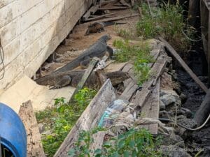 Large monitor lizards rest on sandy ground near a wooden structure, amid debris and plants, outdoors by water with scattered boards.