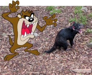Cartoon character Taz, the Tasmanian Devil, stands growling with raised arms next to a real Tasmanian devil on a dirt and leaf-covered ground, both with mouths open in similar poses.